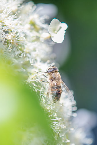 Close-up of a Hoverfly on White Wildflowers