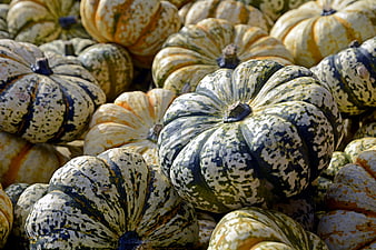 Close-up of colorful heirloom pumpkins and gourds