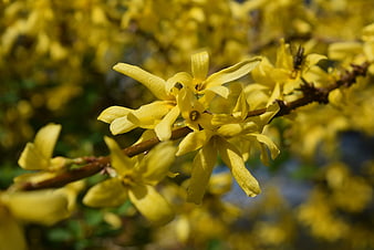 Close-up of bright yellow forsythia flowers in spring bloom