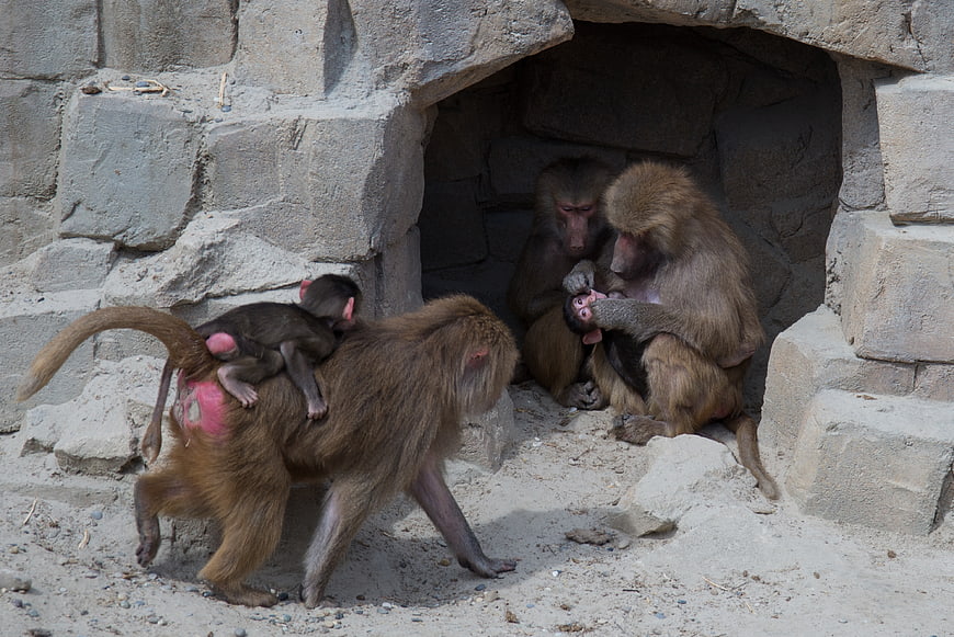 Baboon family with baby in rocky enclosure