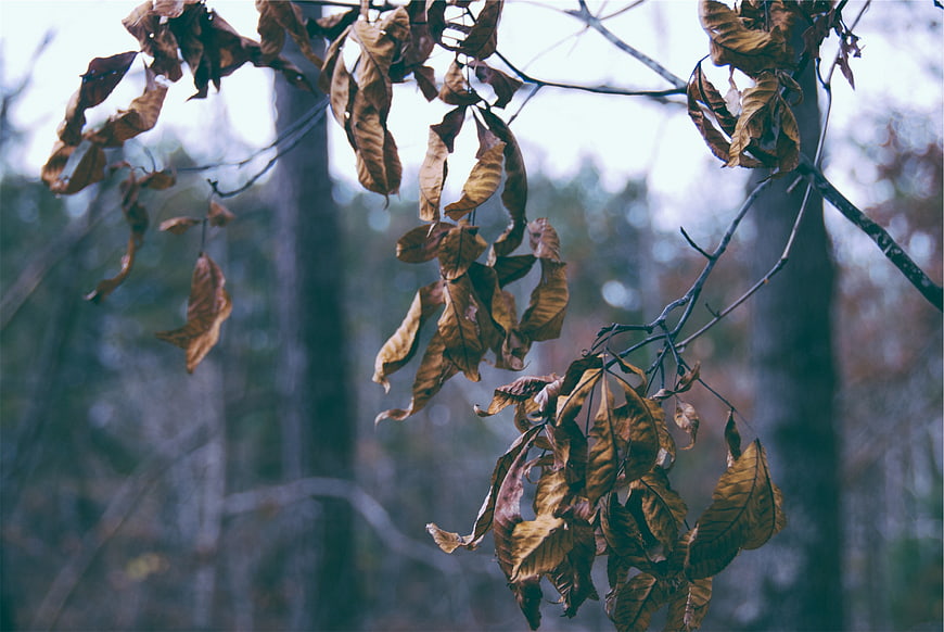 Dried brown leaves hanging on tree branches in autumn forest