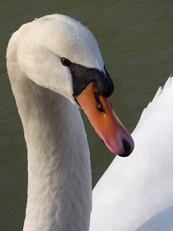 Close-up of a white mute swan head with orange beak