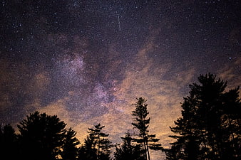 Milky Way and Meteor Shower Over Pine Tree Silhouettes