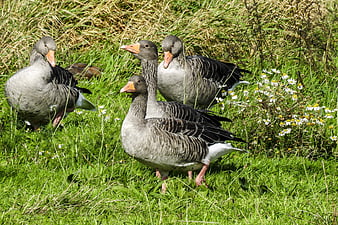 Group of Greylag Geese Standing in Green Grass