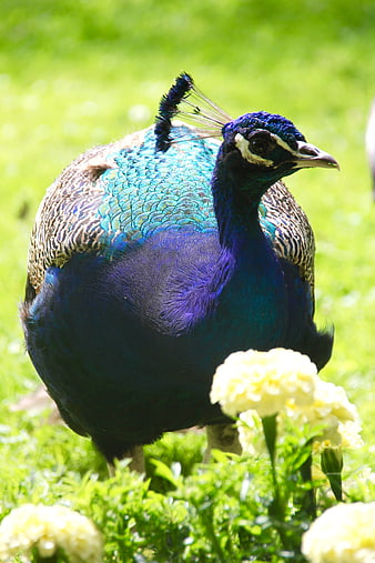 Vibrant Blue Peacock Standing in Green Grass with White Flowers