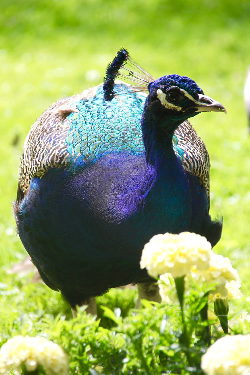 Vibrant Blue Peacock Standing in Green Grass with White Flowers