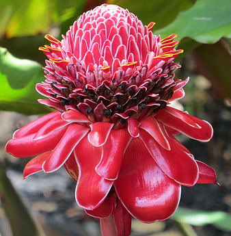 Vibrant Red Torch Ginger Flower Close-Up