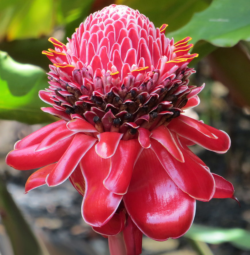 Vibrant Red Torch Ginger Flower Close-Up