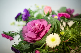 Vibrant Pink Zinnia and Purple Aster Floral Bouquet Closeup