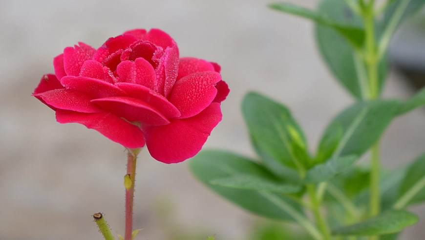 Close-up of a vibrant red rose with dew drops