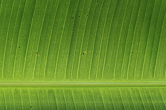 Close-up texture of vibrant green banana leaf veins
