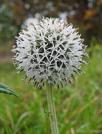 Close-up of a white globe thistle flower in a meadow