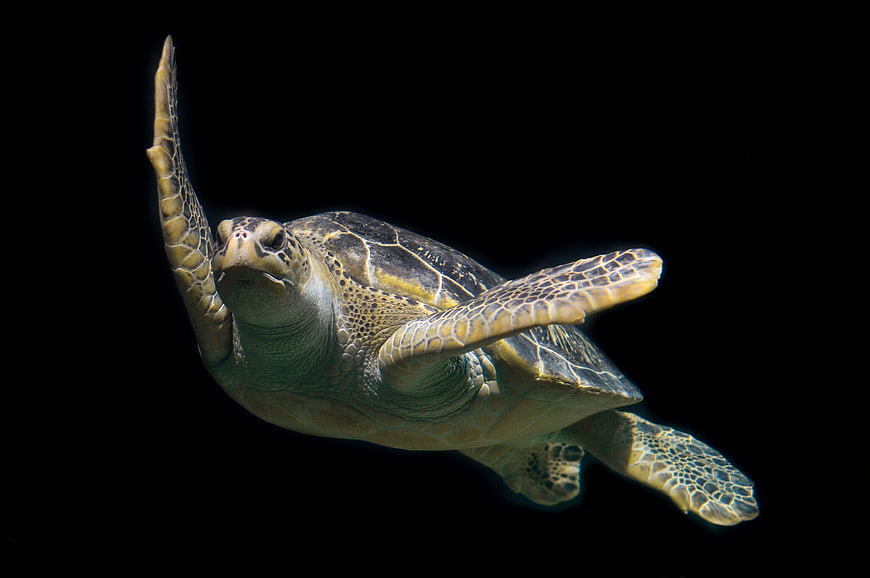 Green Sea Turtle Swimming Against Black Background
