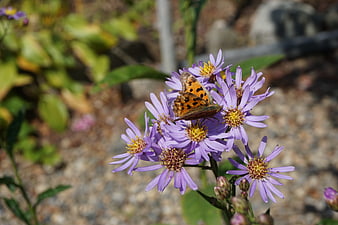Small Tortoiseshell Butterfly on Purple Aster Flowers