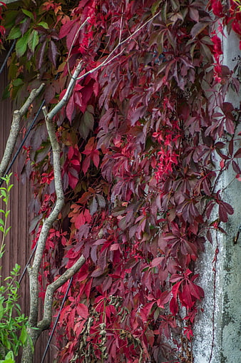 Vibrant red autumn leaves climbing a textured wall