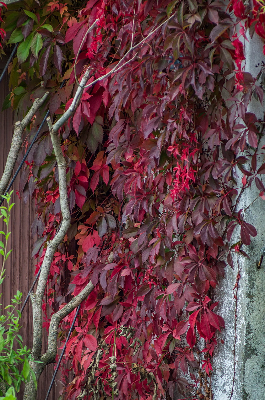 Vibrant red autumn leaves climbing a textured wall