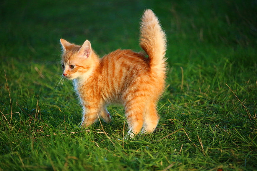 Fluffy Orange Kitten Walking On Green Grass