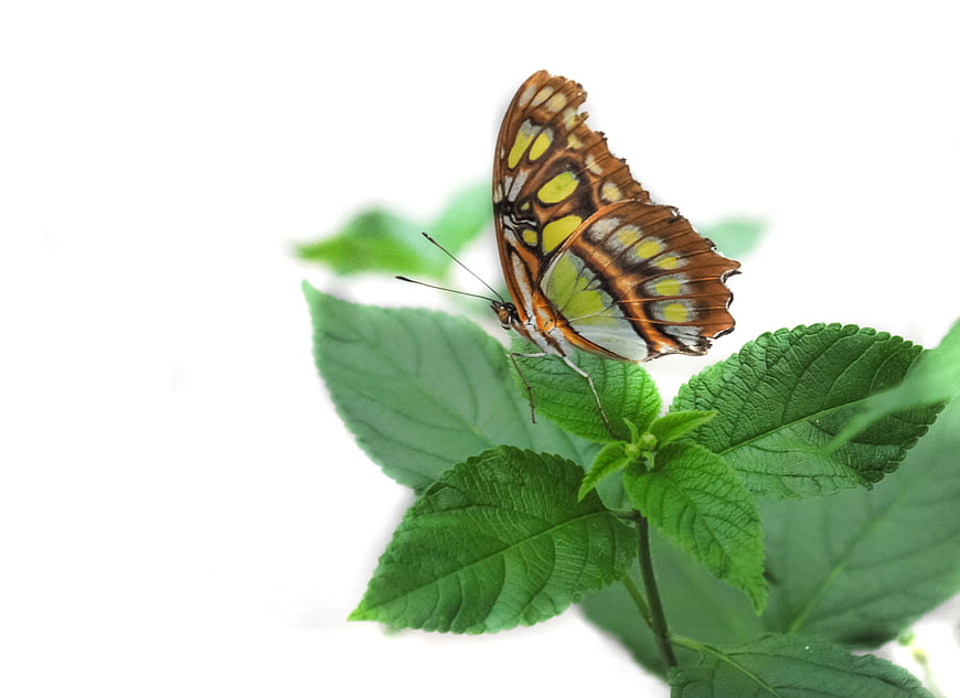 Butterfly on Green Leaf with White Background