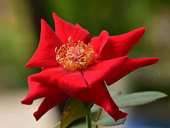 Vibrant Red Rose Bloom Close-Up with Yellow Stamen