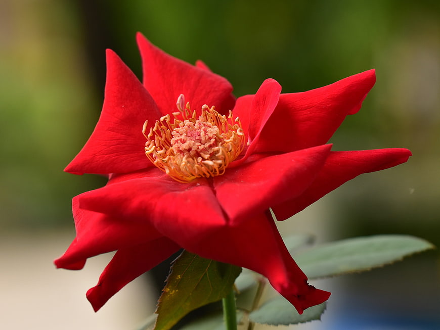 Vibrant Red Rose Bloom Close-Up with Yellow Stamen