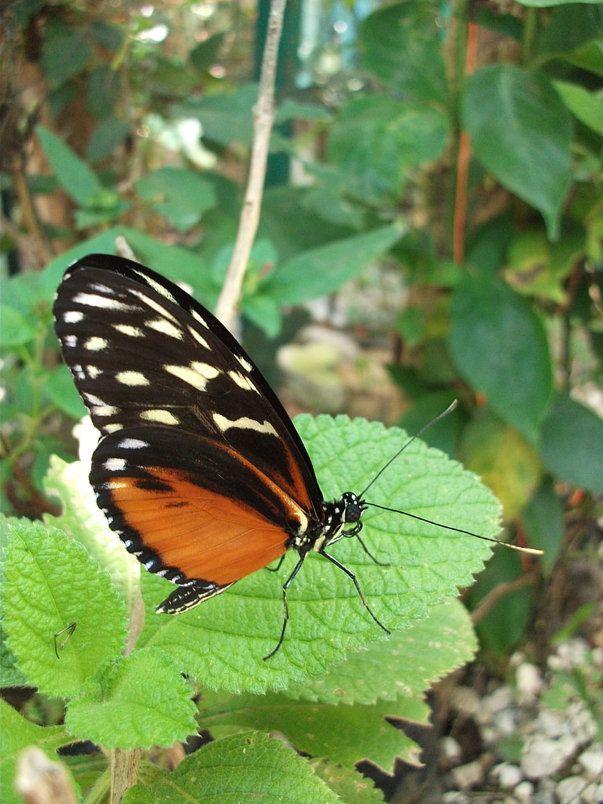 Close-up of a Black and Orange Butterfly on a Green Leaf
