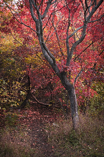 Winding Forest Path with Vibrant Red Autumn Foliage