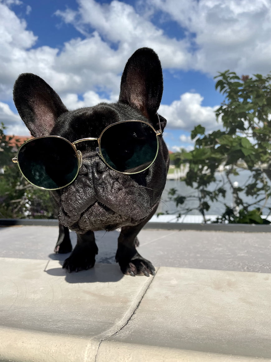 Cool Black French Bulldog Wearing Sunglasses Outdoors