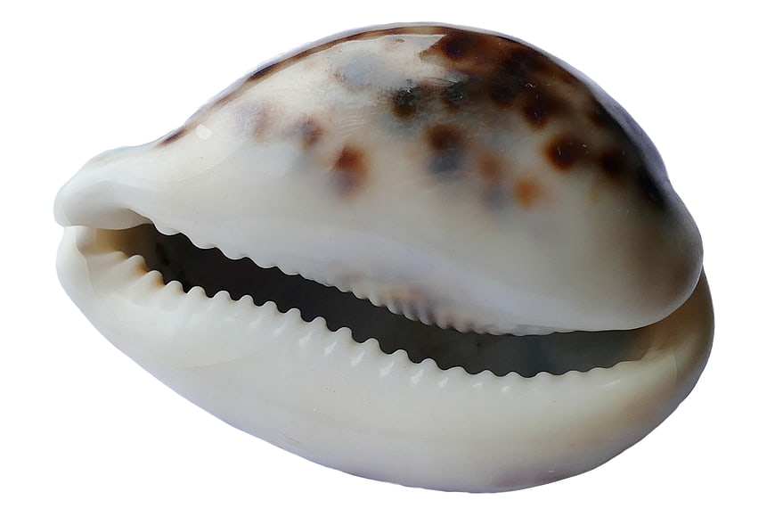 Close-up of a spotted cowrie seashell on white background