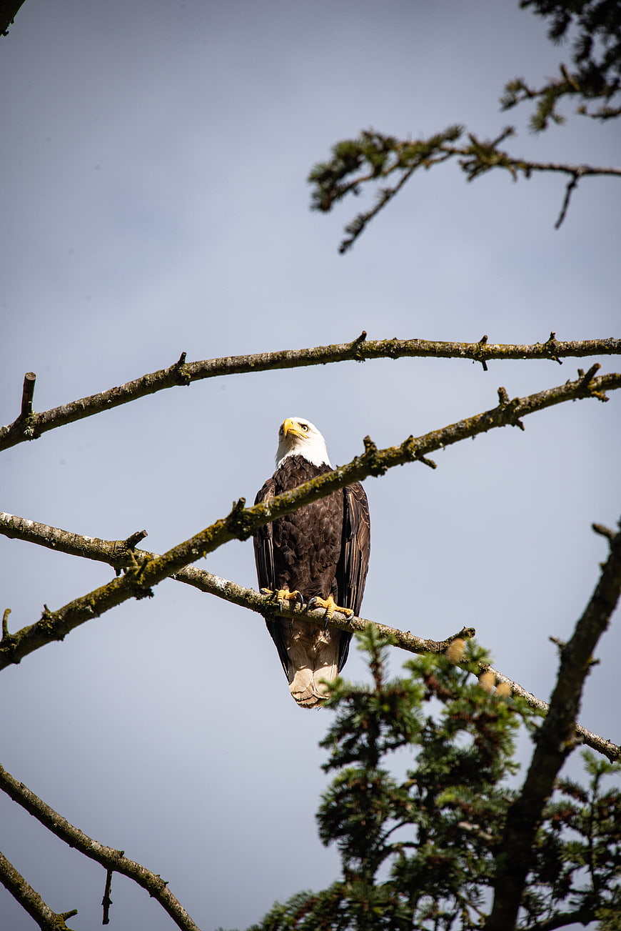 Bald Eagle Perched on Tree Branch Against Sky