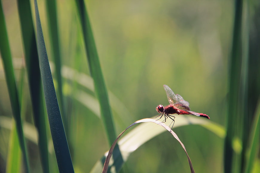 Red dragonfly perched on grass blade in nature