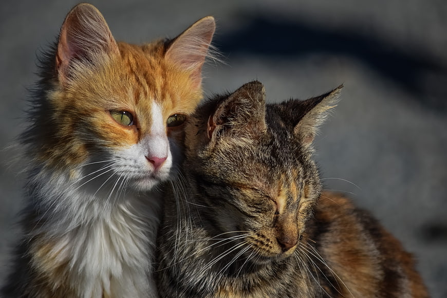 Two cats cuddling closely in sunlight