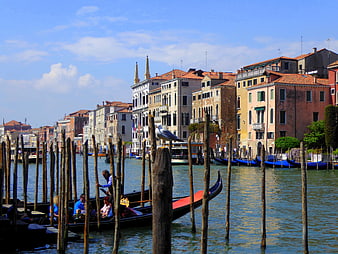 Gondola Ride on Venice Canal with Seagull and Historic Buildings