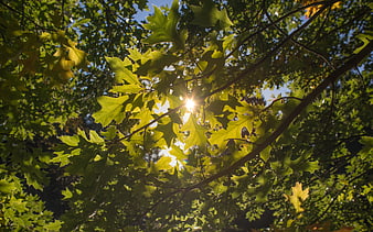 Sunlight shining through green oak leaves in a forest canopy