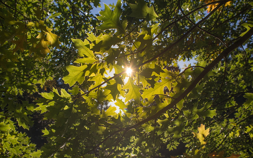 Sunlight shining through green oak leaves in a forest canopy