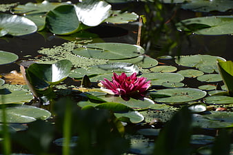 Vibrant Pink Water Lily Floating on Green Lily Pads