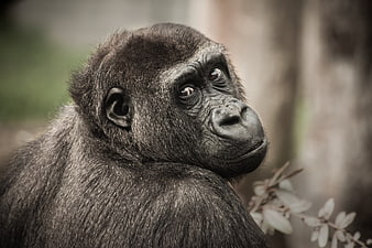 Close-up portrait of a contemplative gorilla in nature