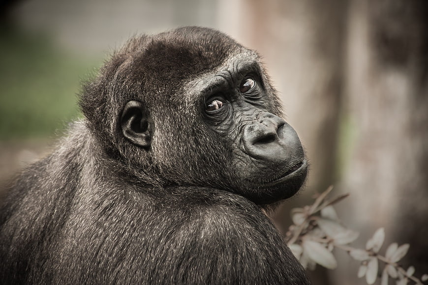 Close-up portrait of a contemplative gorilla in nature