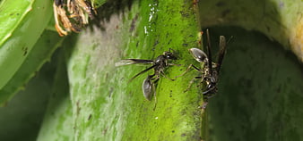 Two black wasps interacting on a green leaf