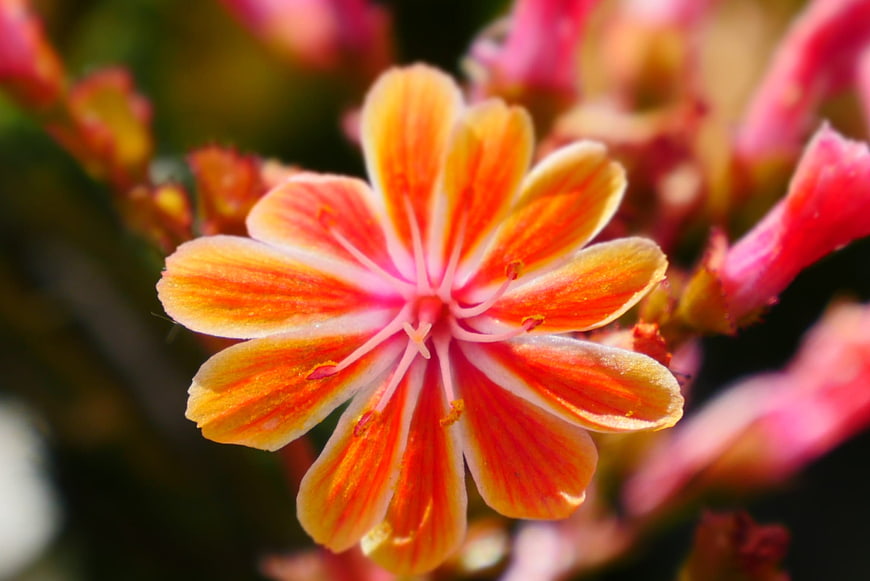Close-up of vibrant orange and pink striped flower bloom