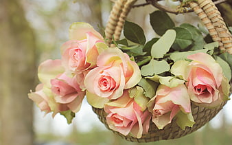 Pink roses in a woven basket hanging from a tree branch