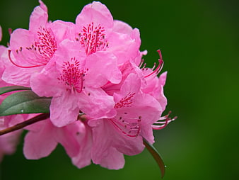 Close-up of Pink Azalea Flowers on Green Background