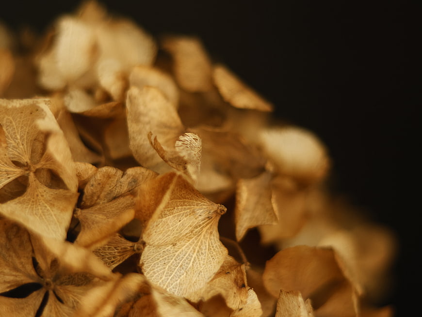 Close-up of dried hydrangea flowers on dark background