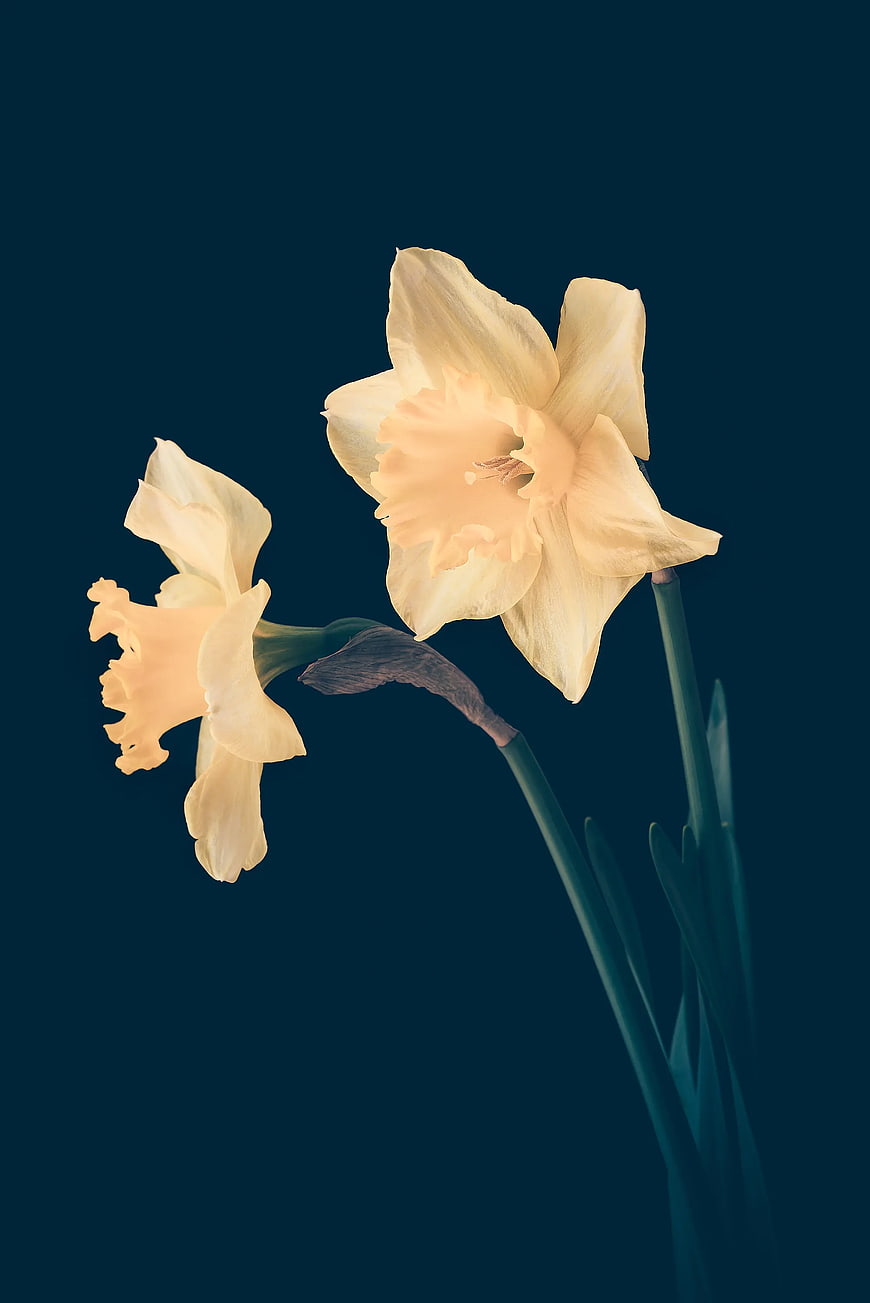 Pale Yellow Daffodils Against Deep Blue Background