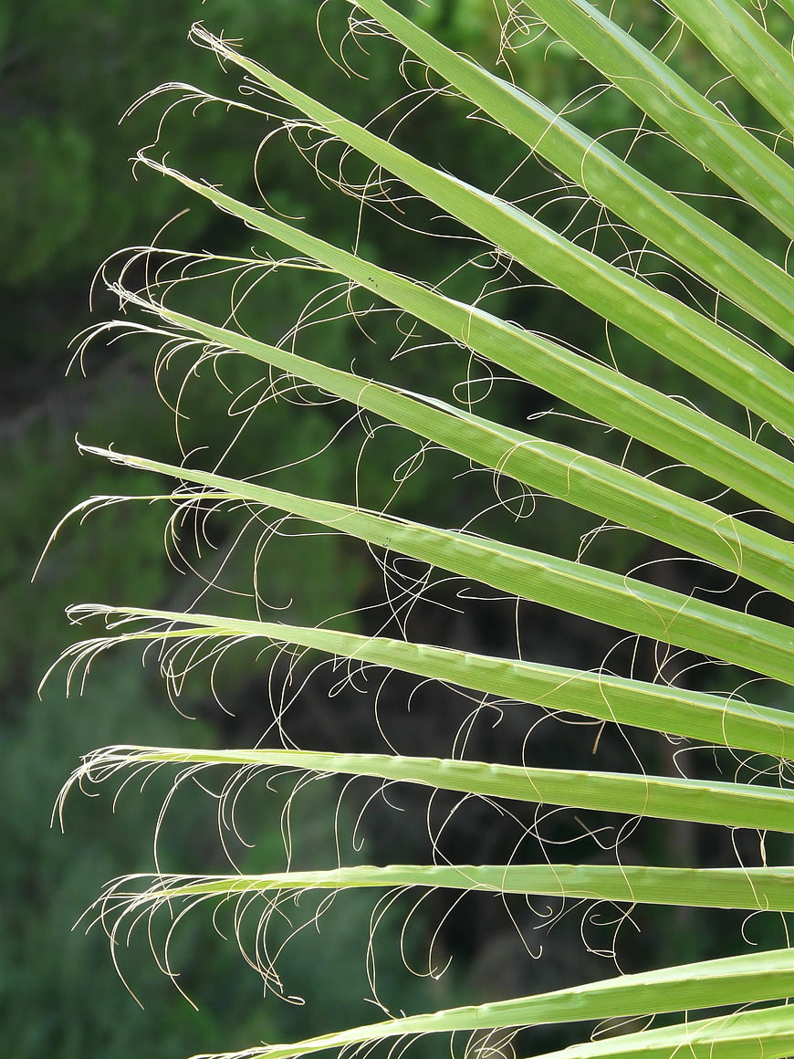 Close-up of Green Palm Frond with Shredded Edges
