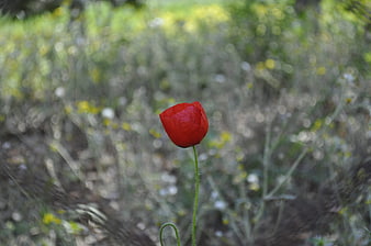 Red Poppy Bud in Natural Meadow Setting