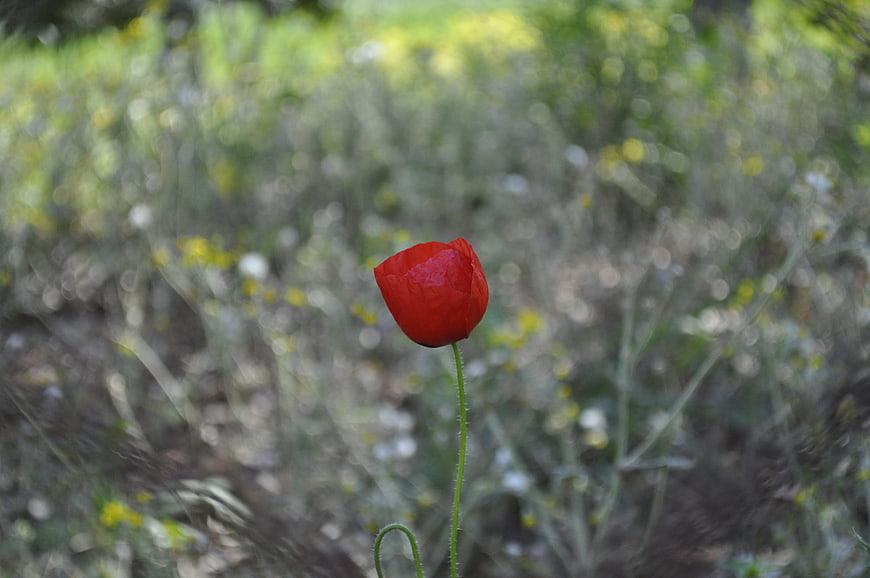Red Poppy Bud in Natural Meadow Setting