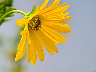 Close-up of a bright yellow flower against a soft blue background