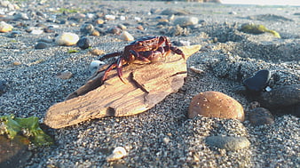 Red crab on driftwood at sandy beach shore