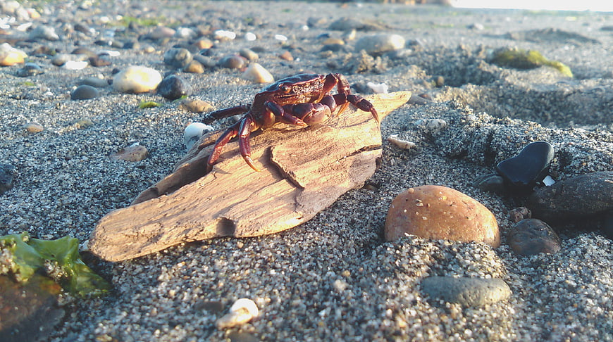 Red crab on driftwood at sandy beach shore