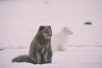 Arctic Fox in Snow with Blurred White Fox Background